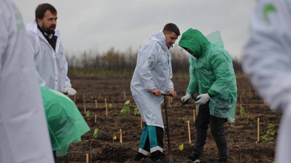 На карбоновом полигоне в Воронеже завершается посадка деревьев для климатического проекта