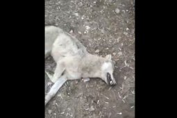 Волк напал на человека возле детского сада в Воронежской области