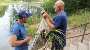 В воронежские реки могут выпустить 400 тыс рыб