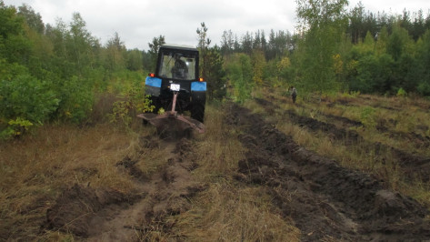 В лесничествах Воронежской области стартовала подготовка к весенним посадкам