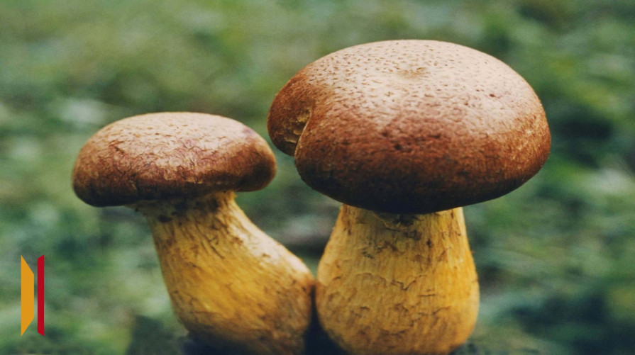 В Воронежской области мужчина не исполнил социальный контракт на выращивание грибов и заплатил 361 тыс рублей