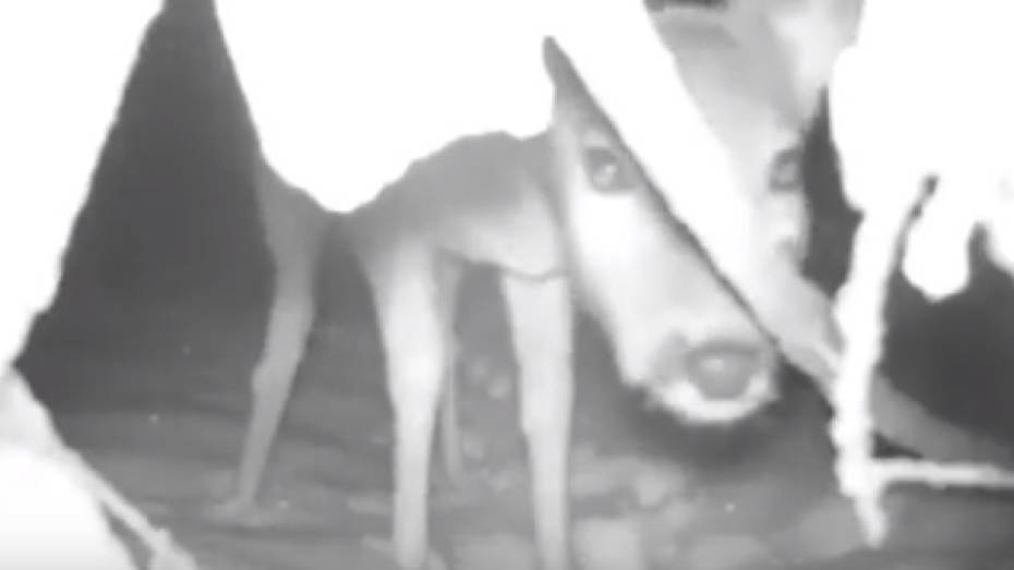 В Воронежском заповеднике показали реакцию животных на видеокамеры