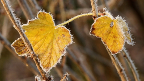 Воронежцев предупредили о заморозках 29 сентября
