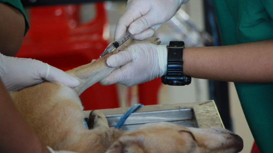 Россельхознадзор в Воронежской области выявил сайты по продаже контрафактных ветеринарных препаратов