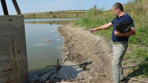 В пруду Вишняки в Воронежской области массово погибла рыба