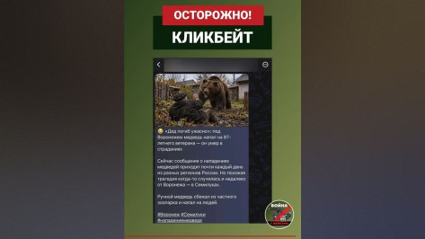 В воронежских пабликах распространились фейки о новых случаях нападений медведей на жителей региона