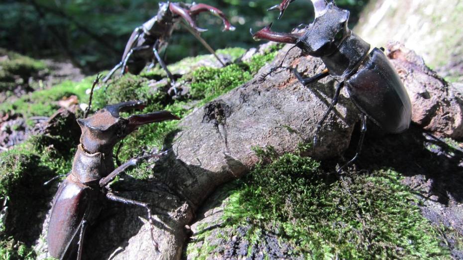 В бутурлиновском Шиповом лесу расплодились жуки-олени