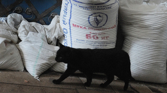 Воронежские мукомолы и хлебопеки получат почти 100 млн рублей из федеральной казны