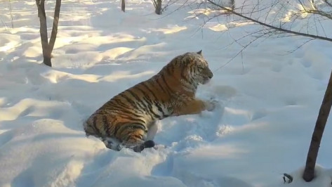 Амурская тигрица Виола поселилась в Воронеже: видео