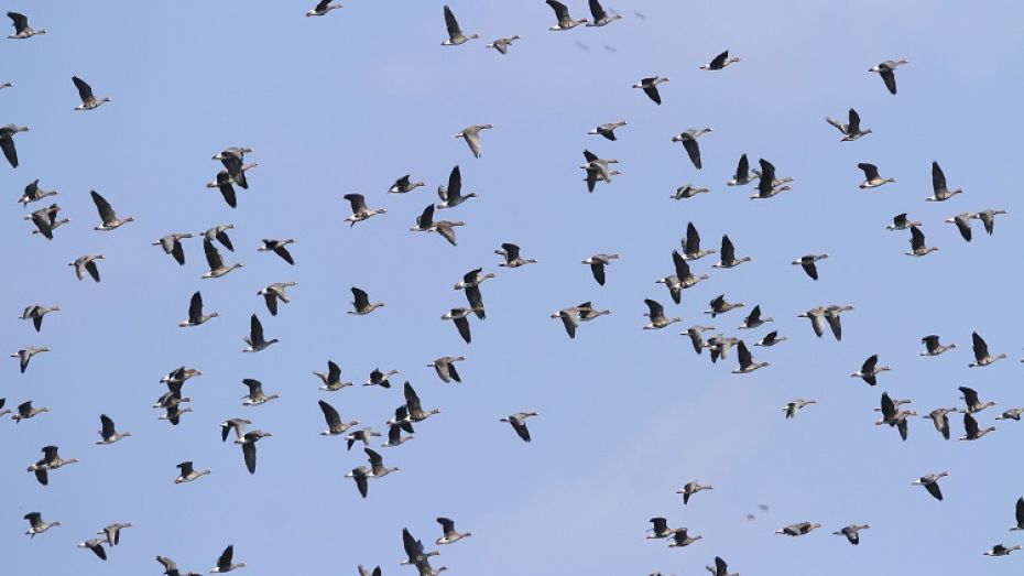В Воронежском заповеднике сфотографировали стаю диких гусей