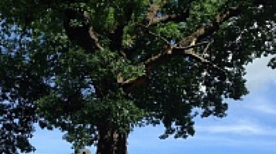 Воронежцы высадят дуб на Аллее России в Крыму в мае 2015 года