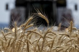 Исторический рекорд урожая зафиксировали в Воронежской области