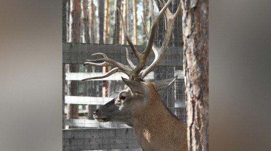 В Воронеже из-за сильного ветра закрыли лесную территорию зоопарка