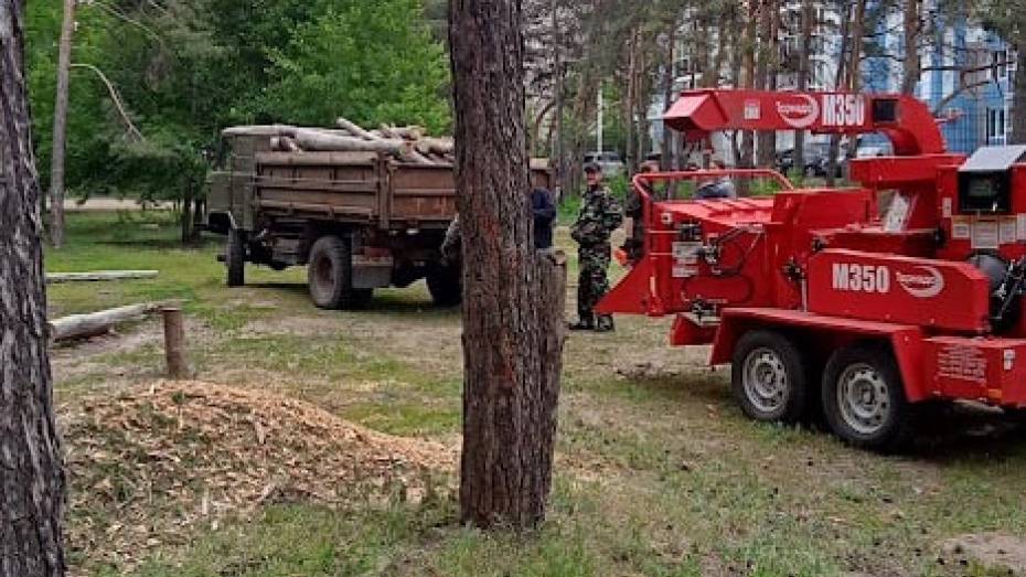 Воронежские лесничие и волонтеры расчистили Северный лес от последствий снеголома