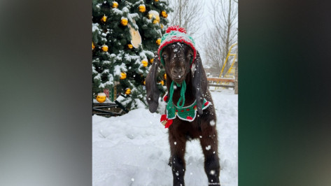 В Воронежской области в парке альпак появился забавный козлик Федя