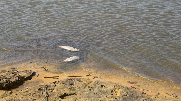 В пруду около Грибановки массово погибла рыба