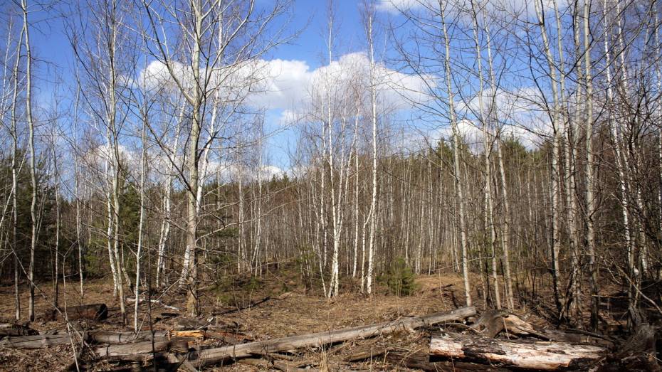 Воронежский губернатор: «При разработке песчаных карьеров вырубка леса недопустима»
