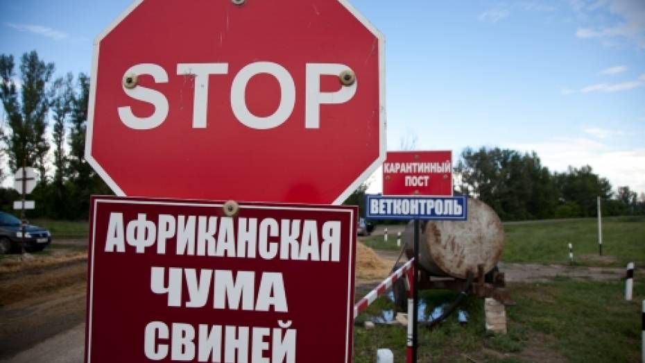 Россельхознадзор: Риск дальнейшего инфицирования АЧС в Воронежской области остается высоким
