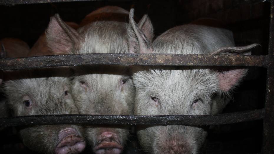 В Воронежской области нашли очаг африканской чумы свиней
