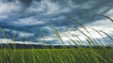 Спасатели предупредили жителей Воронежской области о дождях, грозах и сильном ветре