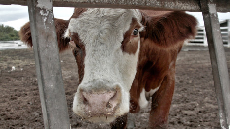Воронежские животноводы подготовили крупный рогатый скот к зимовке