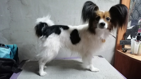 В Воронежской области несколько дней ищут сбежавшую из поезда собаку Шуру