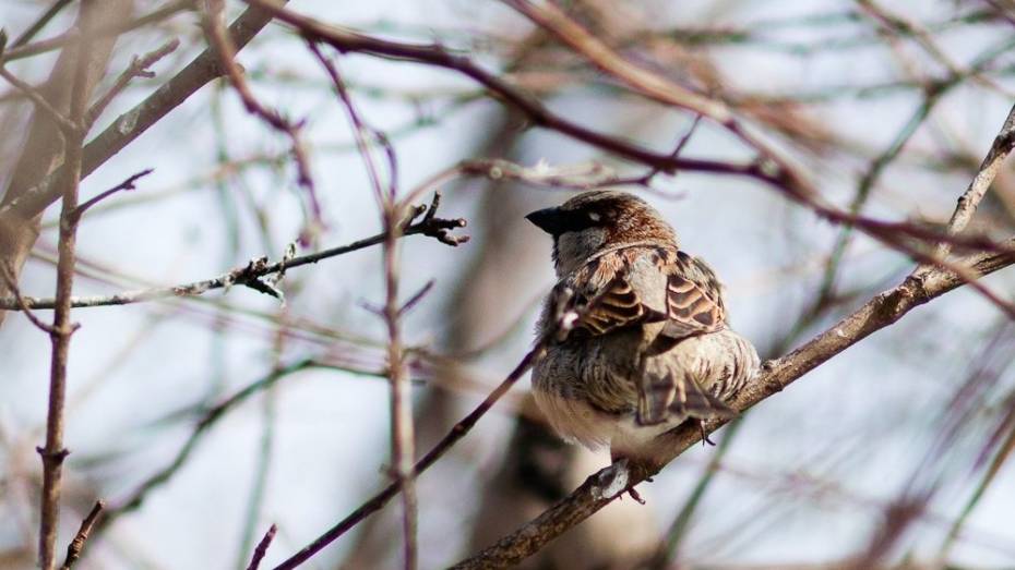 Воронежские зоозащитники освободят птиц на Благовещение