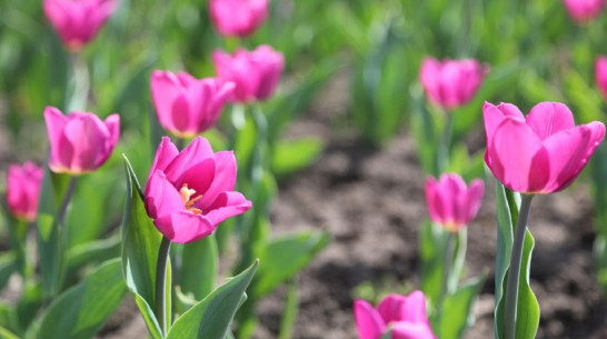 Тюльпаны в 2024 году расцвели в Воронеже раньше обычного