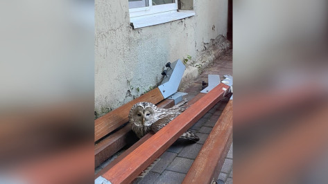 В центре Воронежа обнаружили уральскую сову