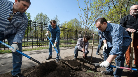 В Воронеже у института искусств высадили вишневую аллею