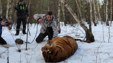 Сбежавшего в Воронеже тигра выстрелом из ветружья обездвижил врач зоопарка
