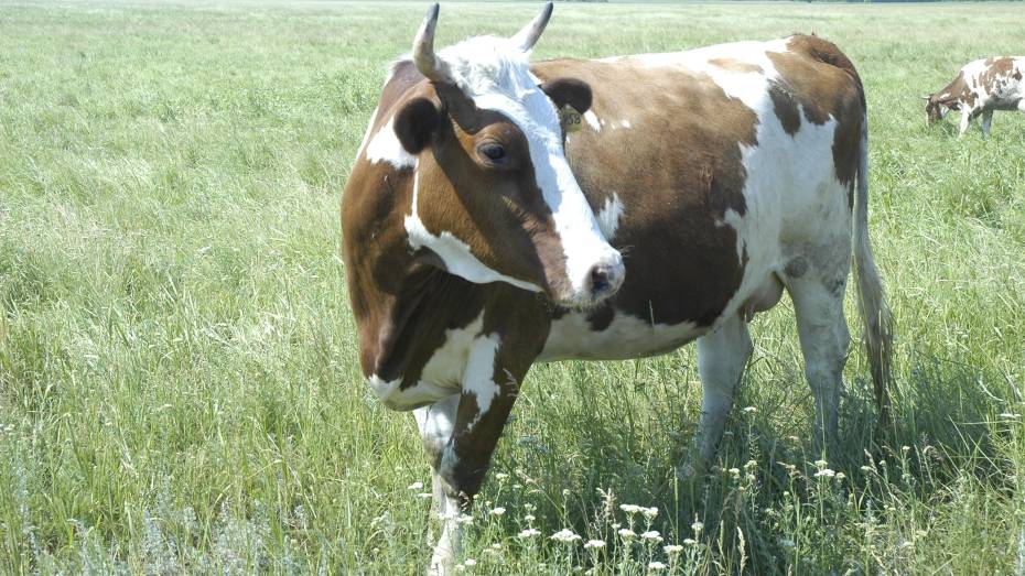 «Росгосстрах»: в полис по страхованию сельхозживотных включили услугу телеветеринарии