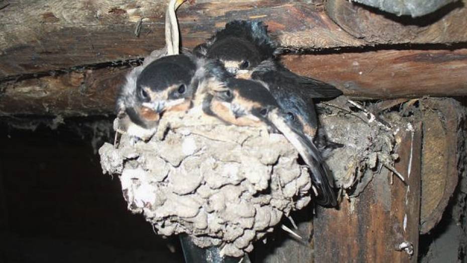 В Новохоперском районе на  одном из сельских подворий ласточки свили 15 гнезд