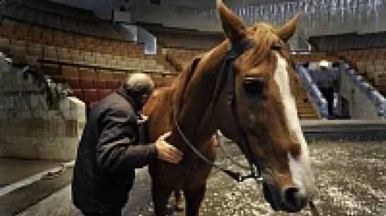 В Воронеже ищут хозяев для циркового коня