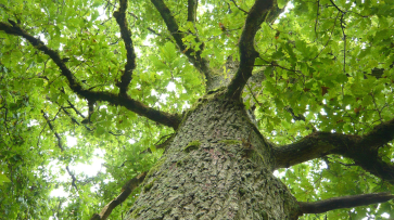 Воронежцу выплатили 450 тыс рублей за испорченный отдых и упавший на машину дуб