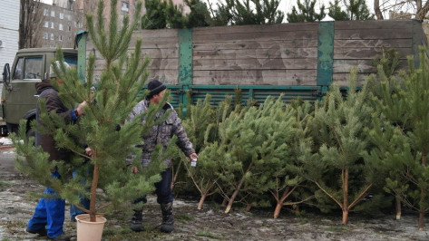 Выброшенные воронежцами новогодние елки переработают для благоустройства