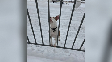 В Воронеже на Адмиралтейской площади потерявшаяся собака третий день ждет хозяина
