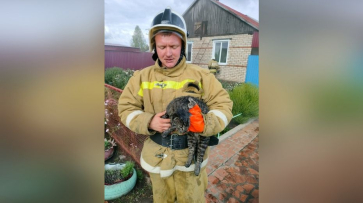 Воронежец получил условный срок за поджог дома сожительницы: из огня спасли кота