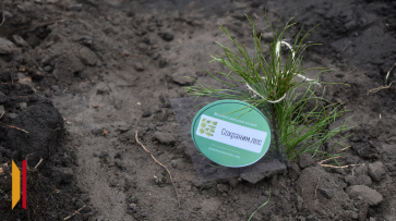 В Грибановском районе высадят желуди и сосну