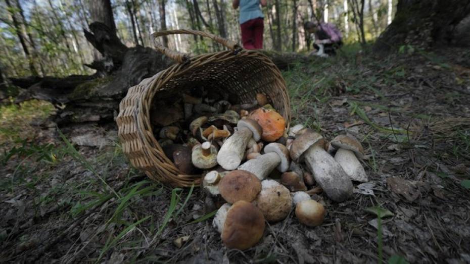 В Воронежской области заблудившегося грибника искали в лесу 1,5 суток