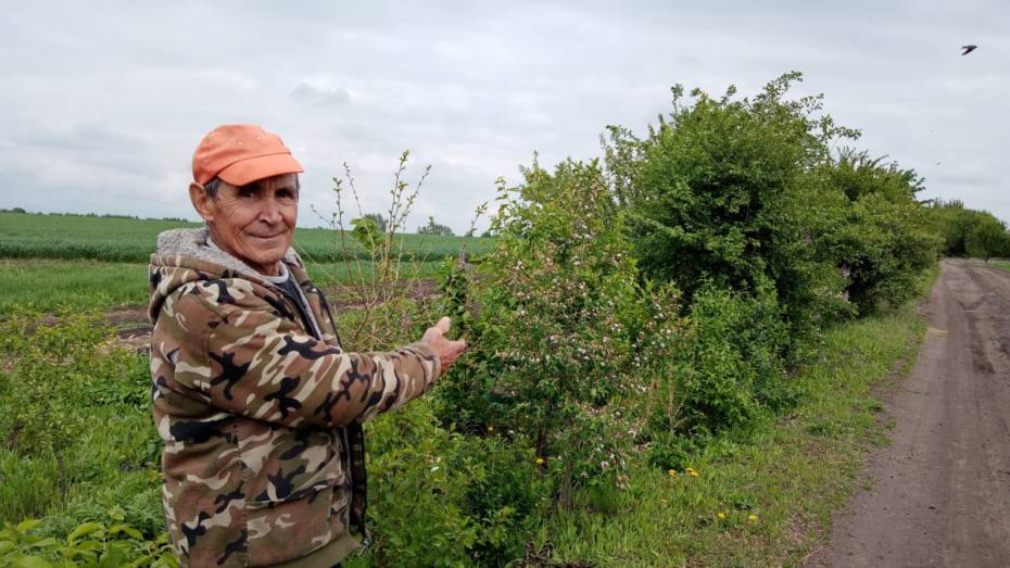 Воронежский сельчанин высадил более 200 деревьев в честь жертв Великой Отечественной 