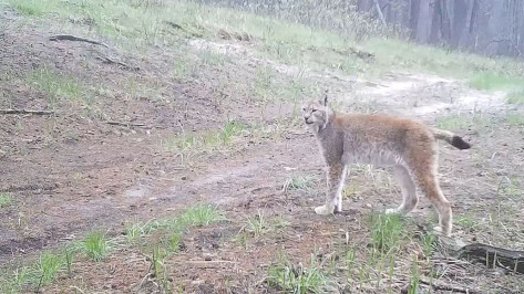 Самец рыси погиб в Воронежском природном заповеднике