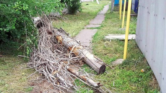 В центре Таловой на пешехода упало сухое дерево