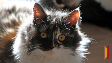 В Воронеже на пожаре в котокафе погибла одна кошка