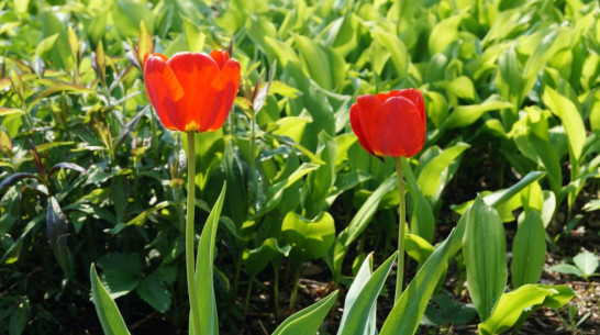 В Воронеж пришла сухая прохлада