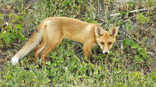 В Терновке объявили карантин по бешенству из-за лисы