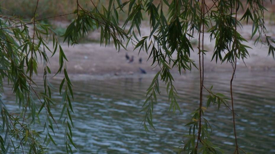 В Верхнем Мамоне в пруду Токаревский утонул 32-летний мужчина