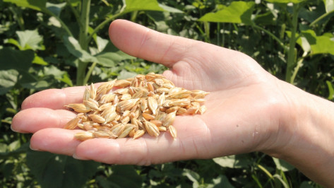 Хохольские аграрии начали уборку озимой пшеницы