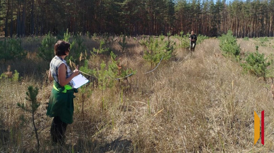 В Подгоренском районе лесничие посчитают дубы
