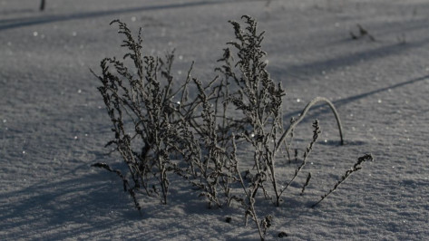 Синоптики предупредили воронежцев об аномальных морозах в январе